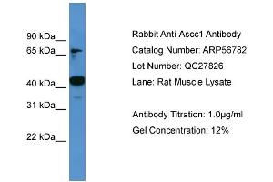 WB Suggested Anti-Ascc1  Antibody Titration: 0.