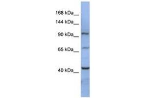 Image no. 1 for anti-RNA Binding Motif Protein 12 (RBM12) (AA 107-156) antibody (ABIN6742995) (RBM12 Antikörper  (AA 107-156))