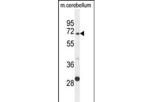 GPC5 Antibody (N-term) (ABIN654635 and ABIN2844331) western blot analysis in mouse cerebellum tissue lysates (35 μg/lane). (GPC5 Antikörper  (N-Term))
