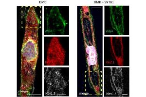 Immunostaining for Kir2.