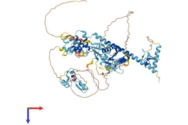 ANKZF1 Protein (AA 1-748) (His tag)