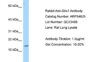 Western Blotting (WB) image for anti-Glutaredoxin 1 (GRX1) (Middle Region) antibody (ABIN2785806)