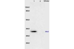 L1 mouse brain lysates L2 mouse kidney lysates probed with Anti 14-3-3(Alpha/Beta/Gamma/Delta/Epsilon) Polyclonal Antibody, Unconjugated (ABIN726710) at 1:200 overnight at 4 °C. (14-3-3 Pan (AA 174-245) Antikörper)