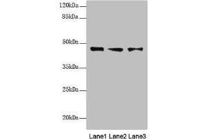 Western blot All lanes: RNF34 antibody at 1. (RNF34 Antikörper  (AA 1-220))