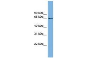 Image no. 1 for anti-Chromosome 8 Open Reading Frame 45 (C8orf45) (AA 395-444) antibody (ABIN6745020) (C8orf45 Antikörper  (AA 395-444))