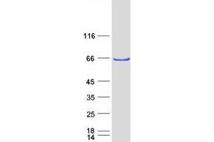 Validation with Western Blot (ATE1 Protein (Transcript Variant 2) (Myc-DYKDDDDK Tag))