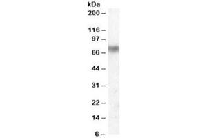 Western blot testing of human lung lysate with Lactoperoxidase antibody at 0. (LPO Antikörper)