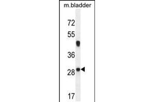 Western blot analysis in mouse bladder tissue lysates (35ug/lane). (NCALD Antikörper  (C-Term))