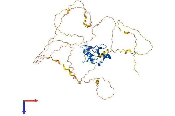 GATA2 Protein (AA 1-480) (His tag)