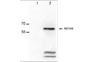 Antigen:  Lane-1: Alexander cells lysate  Lane-2: Alexander cells transfected with NR1H4 lysate  Primary Antibody: Anti-NR1H4 monoclonal (PA322-1. (NR1H4 Antikörper  (Isoform 2))