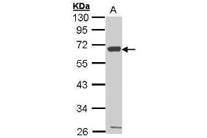 WB Image Sample (30 ug of whole cell lysate) A: Hep G2 , 10% SDS PAGE antibody diluted at 1:1000 (CXCR1 Antikörper  (C-Term))