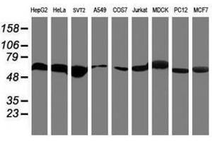 Image no. 6 for anti-Ring Finger Protein 113B (RNF113B) antibody (ABIN1500715) (RNF113B Antikörper)