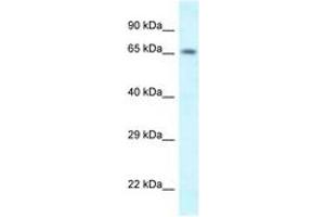 Image no. 1 for anti-Sh3kbp1 Binding Protein 1 (SHKBP1) (N-Term) antibody (ABIN6747563) (SHKBP1 Antikörper  (N-Term))