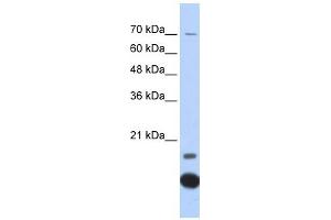 Thioredoxin 2 antibody used at 1 ug/ml to detect target protein. (TXN2 Antikörper  (Middle Region))