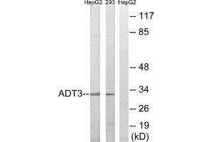 Western Blotting (WB) image for anti-Solute Carrier Family 25 (Mitochondrial Carrier, Adenine Nucleotide Translocator), Member 6 (SLC25A6) (Internal Region) antibody (ABIN1850696) (SLC25A6 Antikörper  (Internal Region))