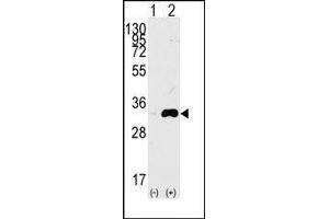 Western blot analysis of CDK1(arrow) using rabbit polyclonal CDK1 Antibody. (CDK1 Antikörper  (Thr14))
