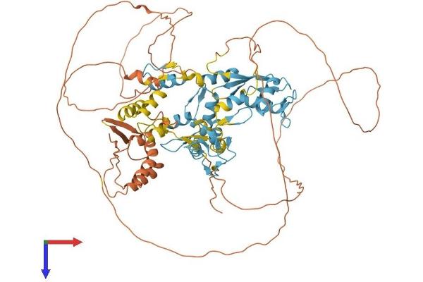 ZBTB39 Protein (AA 1-712) (His tag)