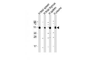IGHG1 Antikörper  (AA 154-180)