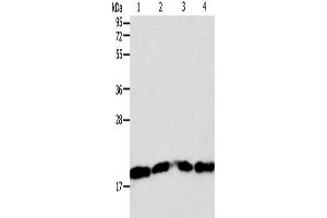 Western Blotting (WB) image for anti-Second Mitochondria-Derived Activator of Caspase (DIABLO) antibody (ABIN2422157)