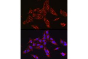 Immunofluorescence analysis of U-2 OS cells using Furin Rabbit pAb (ABIN6127933, ABIN6140815, ABIN6140817 and ABIN6223322) at dilution of 1:150 (40x lens). (FURIN Antikörper  (AA 120-370))