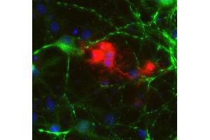 Indirect immunostaining of PFA fixed rat hippocampus neurons and oligodendrocytes with anti-CNP 1 (dilution 1 : 500; red) and rabbit anti-MAP 2 (ABIN1742387, dilution 1 : 1000; green). (Cnpase Antikörper  (AA 1-420))