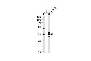 Western blot analysis of lysates from A431, SK-BR-3 cell line (from left to right), using ANXA2 Antibody at 1:1000 at each lane. (Annexin A2 Antikörper  (C-Term))