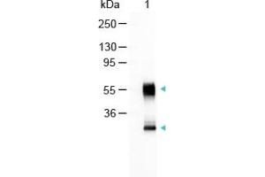 Image no. 1 for Goat anti-Mouse IgG (Whole Molecule) antibody (Alkaline Phosphatase (AP)) (ABIN300672) (Ziege anti-Maus IgG (Whole Molecule) Antikörper (Alkaline Phosphatase (AP)))