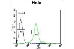 DDX47 Antibody (C-term) (ABIN652169 and ABIN2840575) flow cytometric analysis of Hela cells (right histogram) compared to a negative control cell (left histogram). (DDX47 Antikörper  (C-Term))