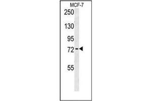 Western blot analysis of RICH2 Antibody (C-term) in MCF-7 cell line lysates (35ug/lane). (ARHGAP44 Antikörper  (C-Term))