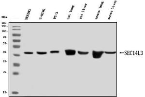 Western blot analysis of SEC14L3/TAP2 using anti-SEC14L3/TAP2 antibody (ABIN7601623). (SEC14L3 Antikörper  (AA 4-400))