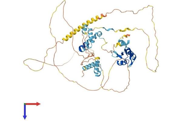 CSTF2 Protein (AA 1-580) (His tag)
