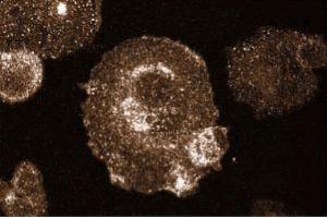 Immunofluorescent staining of Hs 766T cells. (RAS Antikörper  (AA 1-190))