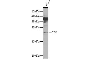 Western blot analysis of extracts of MCF7 cells, using CGB Rabbit pAb (ABIN6129262, ABIN6138471, ABIN6138472 and ABIN6216035) at 1:1000 dilution. (CGB Antikörper  (AA 21-165))