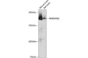 Western blot analysis of extracts of various cell lines, using NMDA antibody (ABIN7267420) at 1:1000 dilution. (NMDAR2A Antikörper)