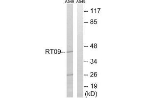 Western Blotting (WB) image for anti-Mitochondrial Ribosomal Protein S9 (MRPS9) (Internal Region) antibody (ABIN1850534) (MRPS9 Antikörper  (Internal Region))
