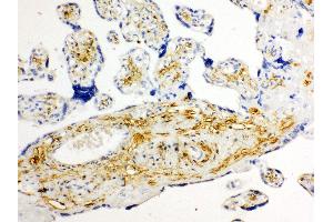 Anti-Glucose Transporter 8 antibody, IHC(P) IHC(P): Human Placenta Tissue (SLC2A8 Antikörper  (C-Term))