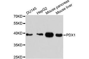 Western blot analysis of extracts of various cell lines, using PDX1 antibody.