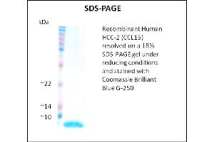 CCL15 Protein