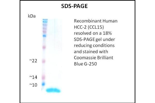 CCL15 Protein