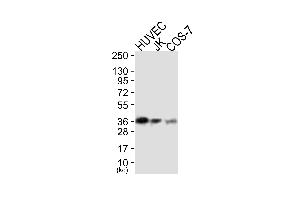 Western blot analysis of extracts from HUVEC cells (Lane 1), JK cells (Lane 2) and COS-7 cells (Lane 3), using MCL1 Antibody. (MCL-1 Antikörper)