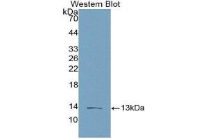 Western Blotting (WB) image for anti-Chemokine (C-C Motif) Ligand 16 (CCL16) (AA 20-120) antibody (ABIN1858281) (CCL16 Antikörper  (AA 20-120))