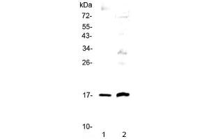 Western blot testing of 1) human A431 and 2) rat PC-12 cell lysate with Epigen antibody at 0.