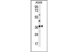 Western blot analysis of OR4M1 Antibody (C-term) in A549 cell line lysates (35ug/lane). (OR4M1 Antikörper  (C-Term))