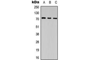 Western blot analysis of CD85j expression in HEK293T (A), NS-1 (B), PC12 (C) whole cell lysates.