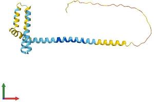 Protein Structure (PS) image for Receptor Accessory Protein 1 (REEP1) (AA 1-201) protein (His tag) (ABIN7558556)