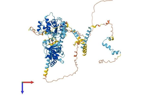 DDX27 Protein (AA 1-796) (His tag)
