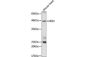 Western blot analysis of extracts of mouse heart cells, using BGN antibody (ABIN6127493, ABIN6137548, ABIN6137549 and ABIN6221449) at 1:1000 dilution. (Biglycan Antikörper  (AA 38-368))