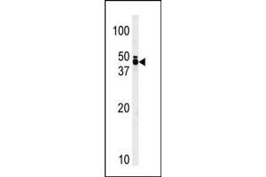 Western blot analysis of anti-TRIB1 Pab ((ABIN392118 and ABIN2841865)) in T47D cell line lysate (35 μg/lane). (TRIB1 Antikörper  (C-Term))