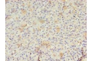 Immunohistochemistry of paraffin-embedded human pancreatic tissue using ABIN7167288 at dilution of 1:100 (RAB3A Antikörper  (AA 1-200))