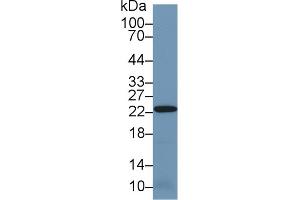 Western Blotting (WB) image for Peroxiredoxin 2 (PRDX2) ELISA Kit (ABIN6730972)
